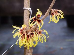 Hamamelis x intermedia ‘Primavera’