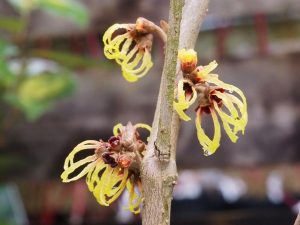 Hamamelis x intermedia ‘Primavera’