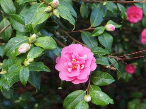 Camellia x williamsii ‘George Blandford’