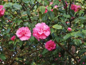 Camellia x williamsii ‘George Blandford’