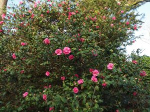 Camellia x williamsii ‘George Blandford’