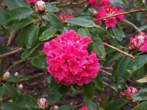 Rhododendron ‘Winter Intruder’