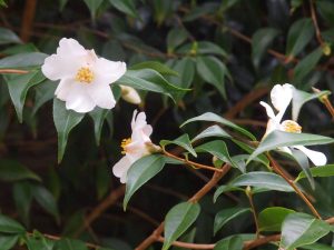 Camellia ‘Cornish Snow’