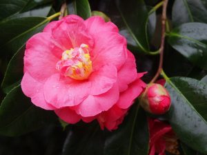 Camellia ‘Lady Clare’