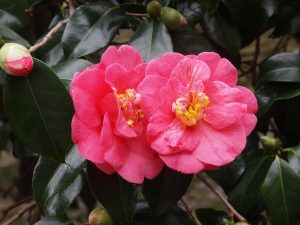 Camellia ‘Lady Clare’