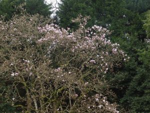 unnamed magnolia