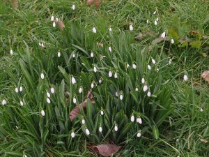 giant snowdrops