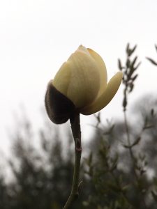 yellow form of Magnolia campbellii alba