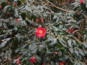Camellia japonica seedlings