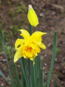 double flowered daffodils