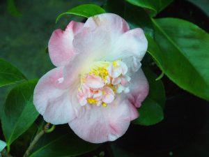 Camellia japonica ‘Amabel Lansdell’