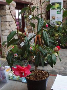 Camellia reticulata ‘Francie L’