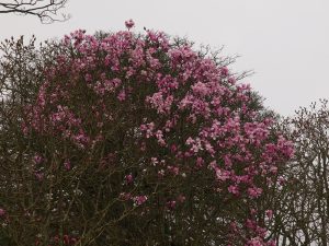 One of the magnolias at the nursery entrance