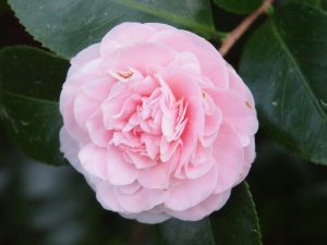 Camellia japonica ‘Elegans’