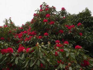 Rhododendron ‘Cornish Red’