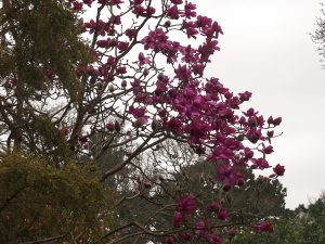 New Zealand form of Magnolia ‘Lanarth’