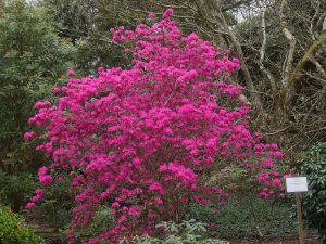 Rhododendron ‘Ostara’