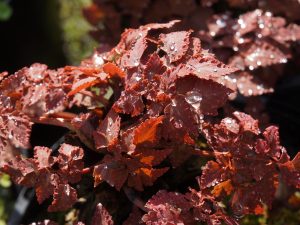 Corydalis ‘Chocolate Stars’