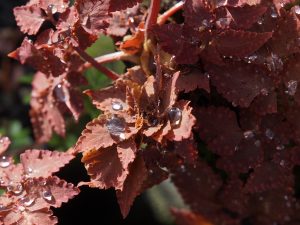 Corydalis ‘Chocolate Stars’