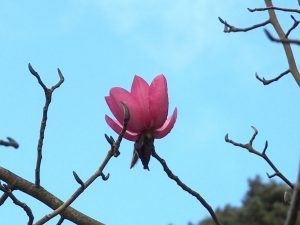 Magnolia campbellii ‘Lamellyn’