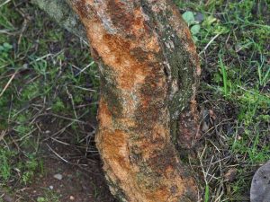 The worst rabbit damage I have ever seen on rhododendron bark