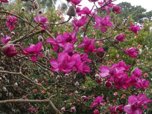 New Zealand Magnolia ‘Lanarth’
