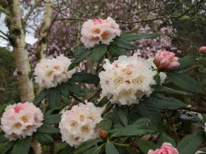 Rhododendron