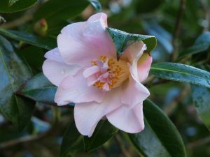 Camellia ‘Inspiration’