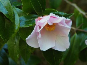 Camellia ‘Inspiration’