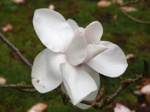 Magnolia ‘Peter Smithers’