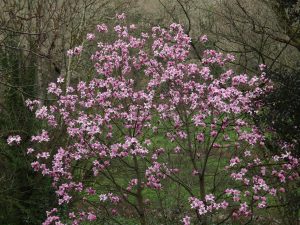 magnolia seedling (unnamed)