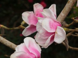Magnolia ‘Susannah van Veen’