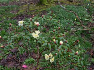 Rhododendron Golden Orieole var ‘Talavera’