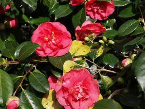 Camellia japonica ‘Grand Slam’