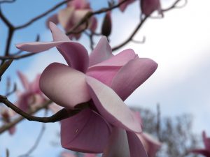 Magnolia ‘Mossmans Giant’
