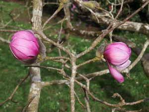 Magnolia sprengeri var ‘Diva’