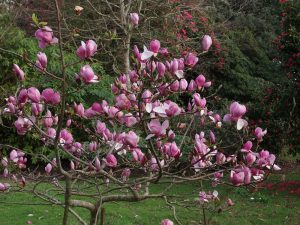 Magnolia ‘Todds Fortyniner’