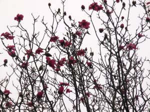 Magnolia ‘Caerhays Philip’