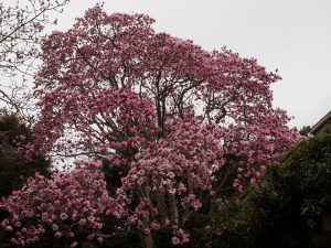 Magnolia ‘Caerhays Belle’