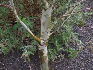 Eucalyptus pauciflora subsp niptiophila