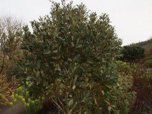 Eucalyptus pauciflora subsp niptiophila
