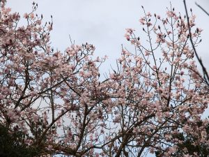 Magnolia campbellii alba seedling