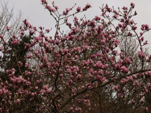 Magnolia denudate ‘Forrest Pink’