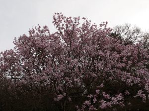 Magnolia mollicomatas