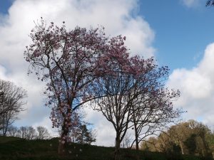 magnolias beside the newly restored old hunt kennels