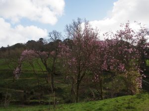 magnolias beside the newly restored old hunt kennels