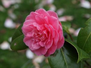 Camellia ‘Scentsation’
