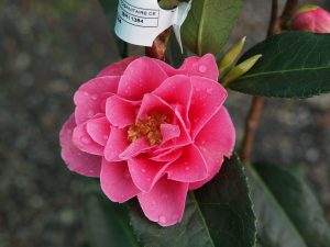 Camellia ‘Valley Knudsen’