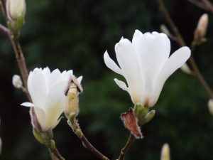 Magnolia ‘Pristine’