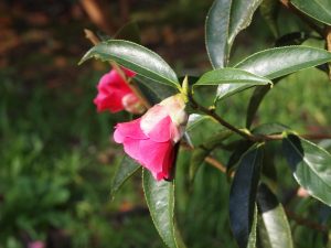 Camellia reticulata ‘Captain Rowes’